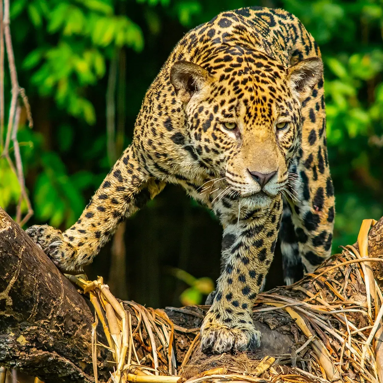Rainforests, Waterfalls, and Wildlife Encounters