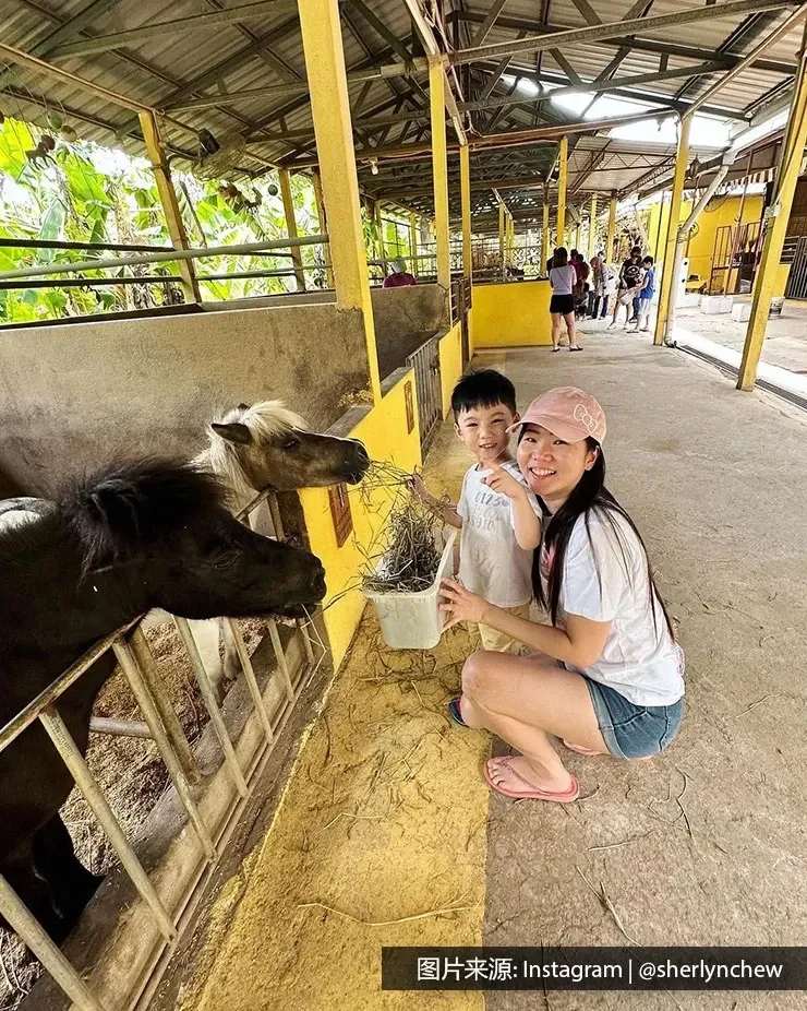 一家人在浮罗山背Countryside Stables马场喂小马 - 槟城丽昇豪华酒店