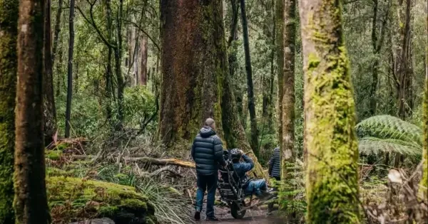 Visitor on the Tall Trees Walk in Mount Field National Park, Tasmania, passing through towering forest with accessible wheelchair support