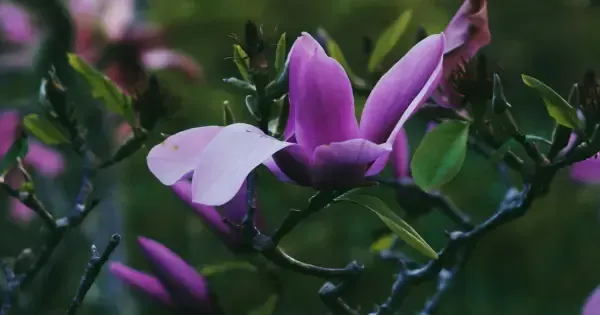 Stunning purple flower blooms in the Wellington Botanic Gardens