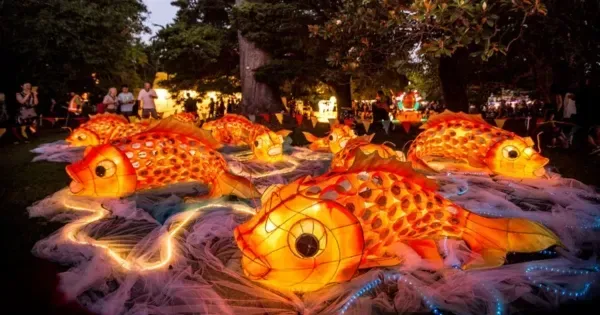 Giant goldfish lantern installations at Auckland’s Lantern Festival
