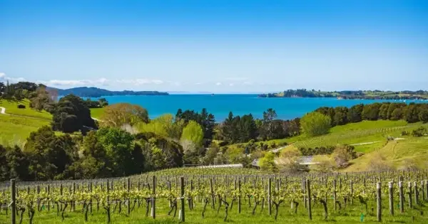 Brick Bay winery in Matakana, near Auckland.