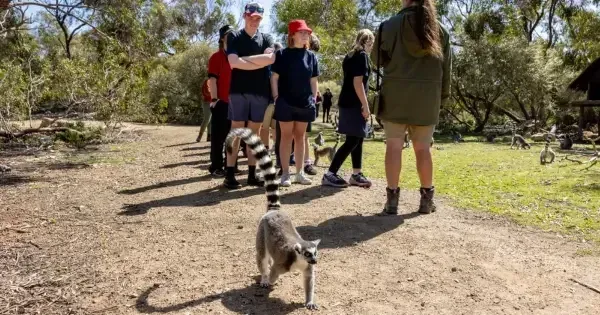 Families observing ring-tailed lemurs in bushland wildlife park setting in Adelaide