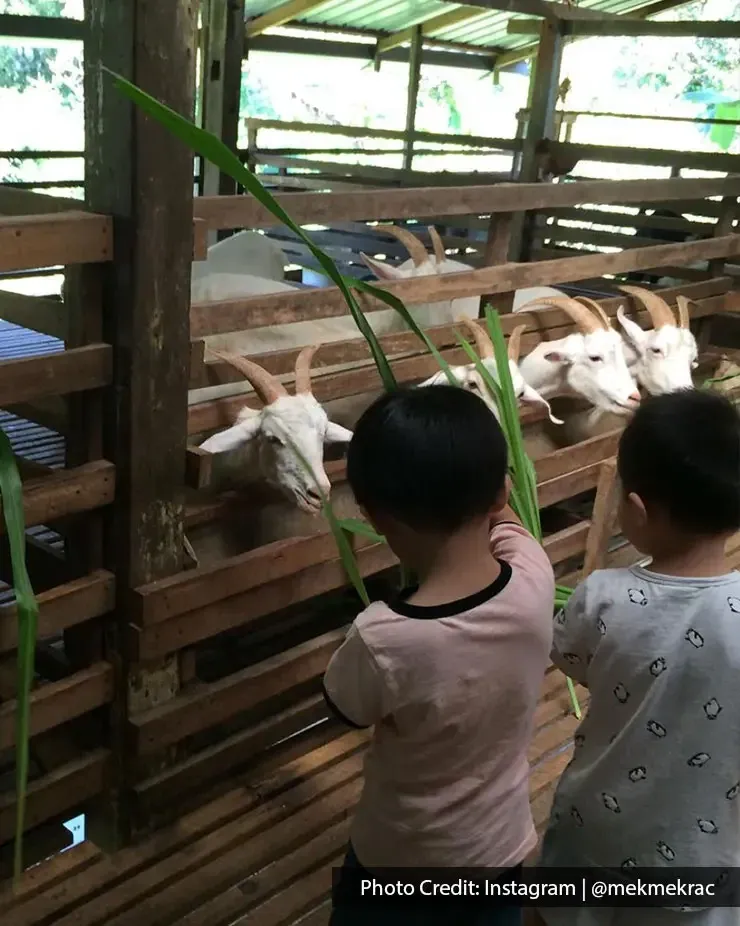 Children feeding goats with long grass at Saanen Dairy Goat Farm Penang