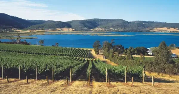 The view of the vineyards and water at Derwent River Estate