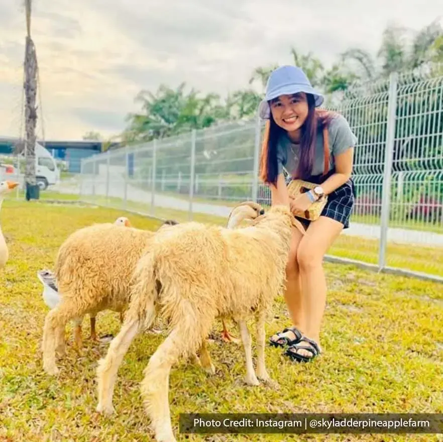 Woman feeding sheeps and ducks in Sky Ladder Pineapple Farm - Lexis Hibiscus