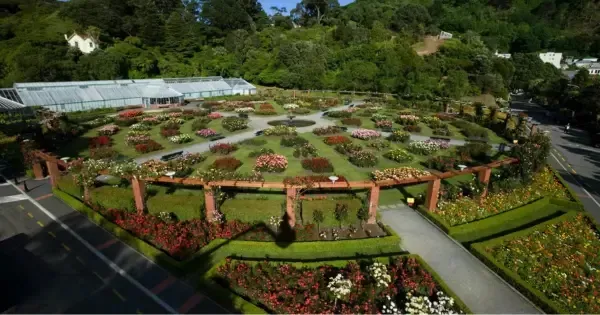 Aerial view of the rose garden in bloom at Wellington Botanic Gardens