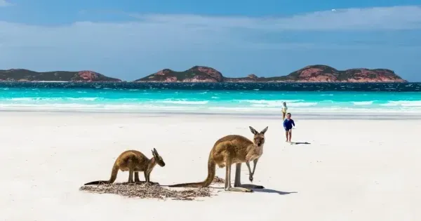 Kangaroos resting on a white sand beach beside turquoise water