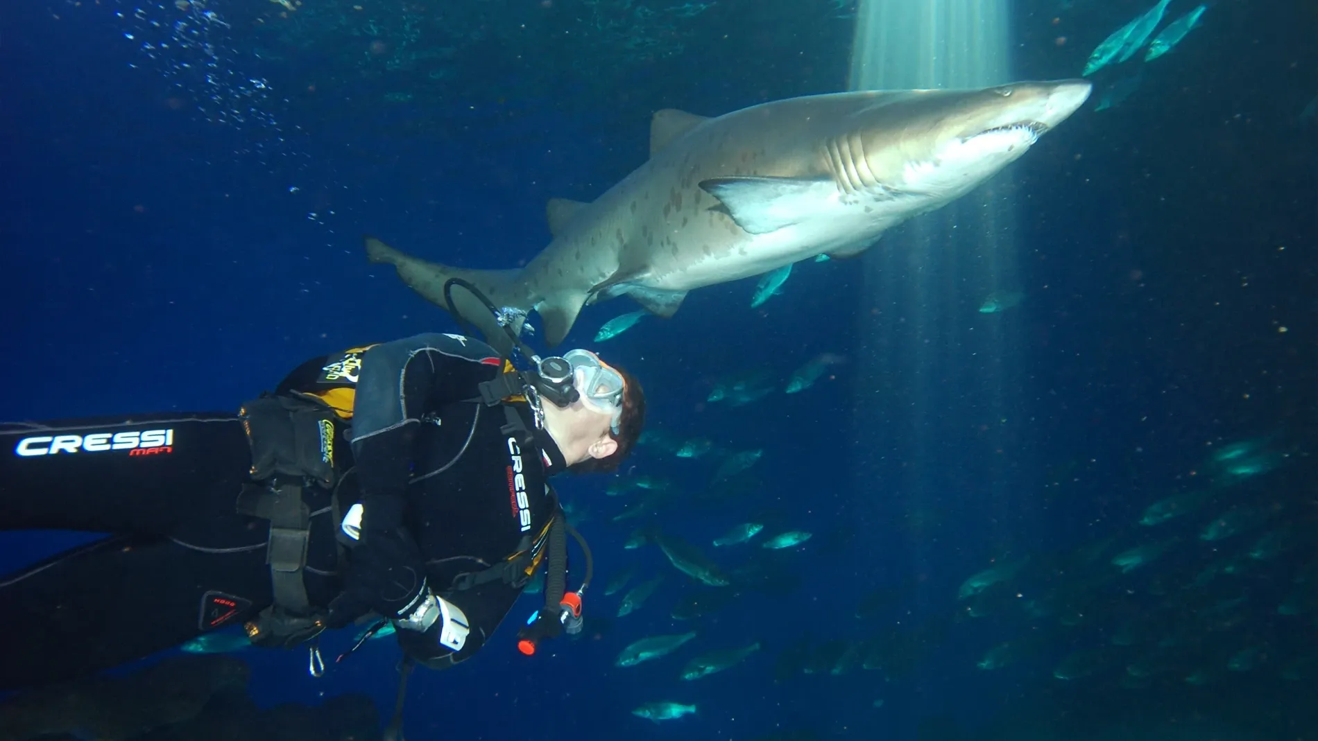 Nadando con tiburones