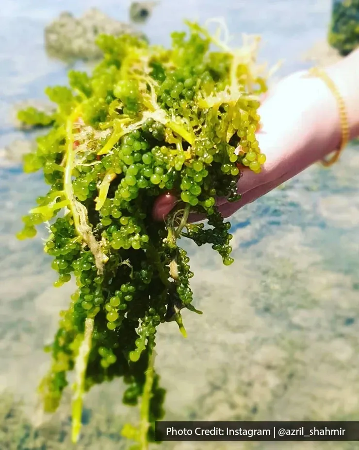 Fresh green sea grapes from Pantai Tanjung Biru.