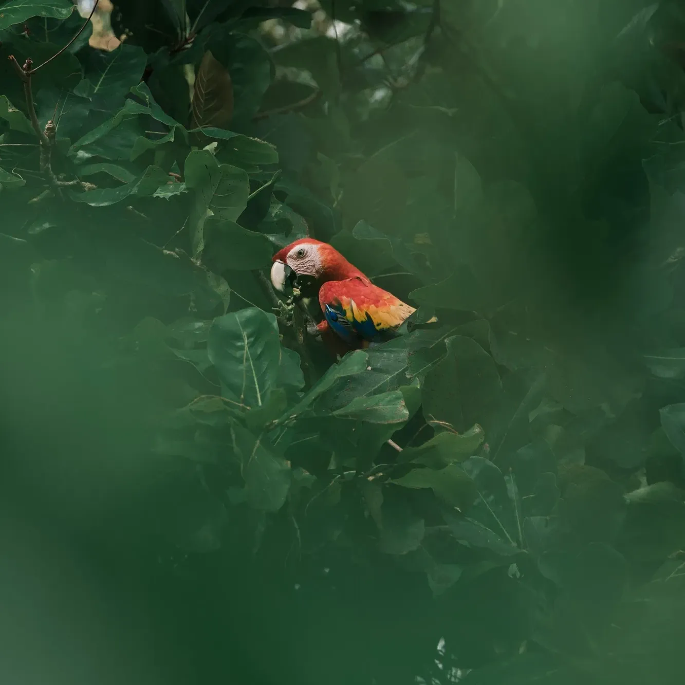 Bird at MBG