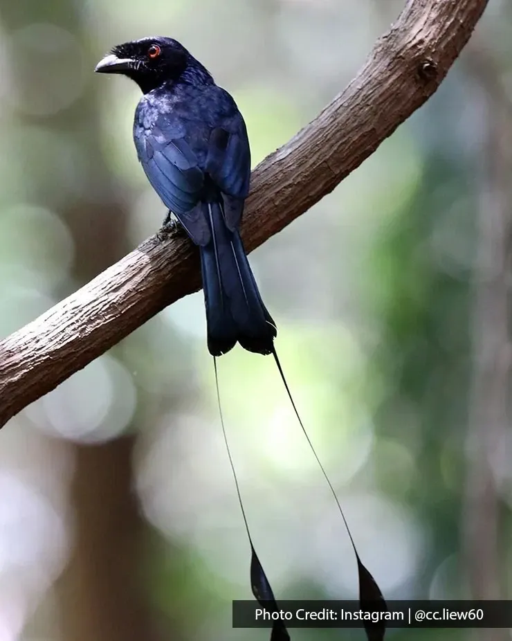 Greater racket-tailed drongo spotted at Tanjung Tuan Recreational Forest.