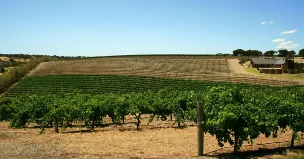 Green vineyard under blue sky in Barossa Valley