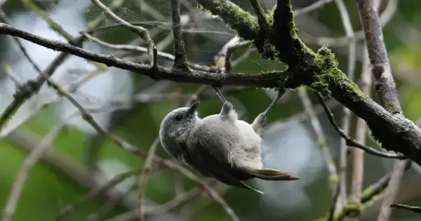 Small grey bird holding onto branch upside down, eyeing spider web above 